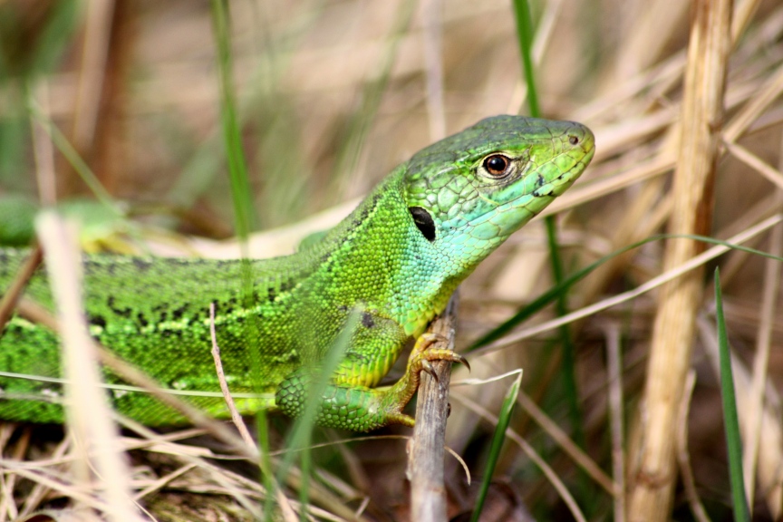 lacerta viridis? (Lacerta bilineata)